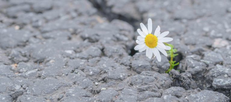daisy in pavement crack